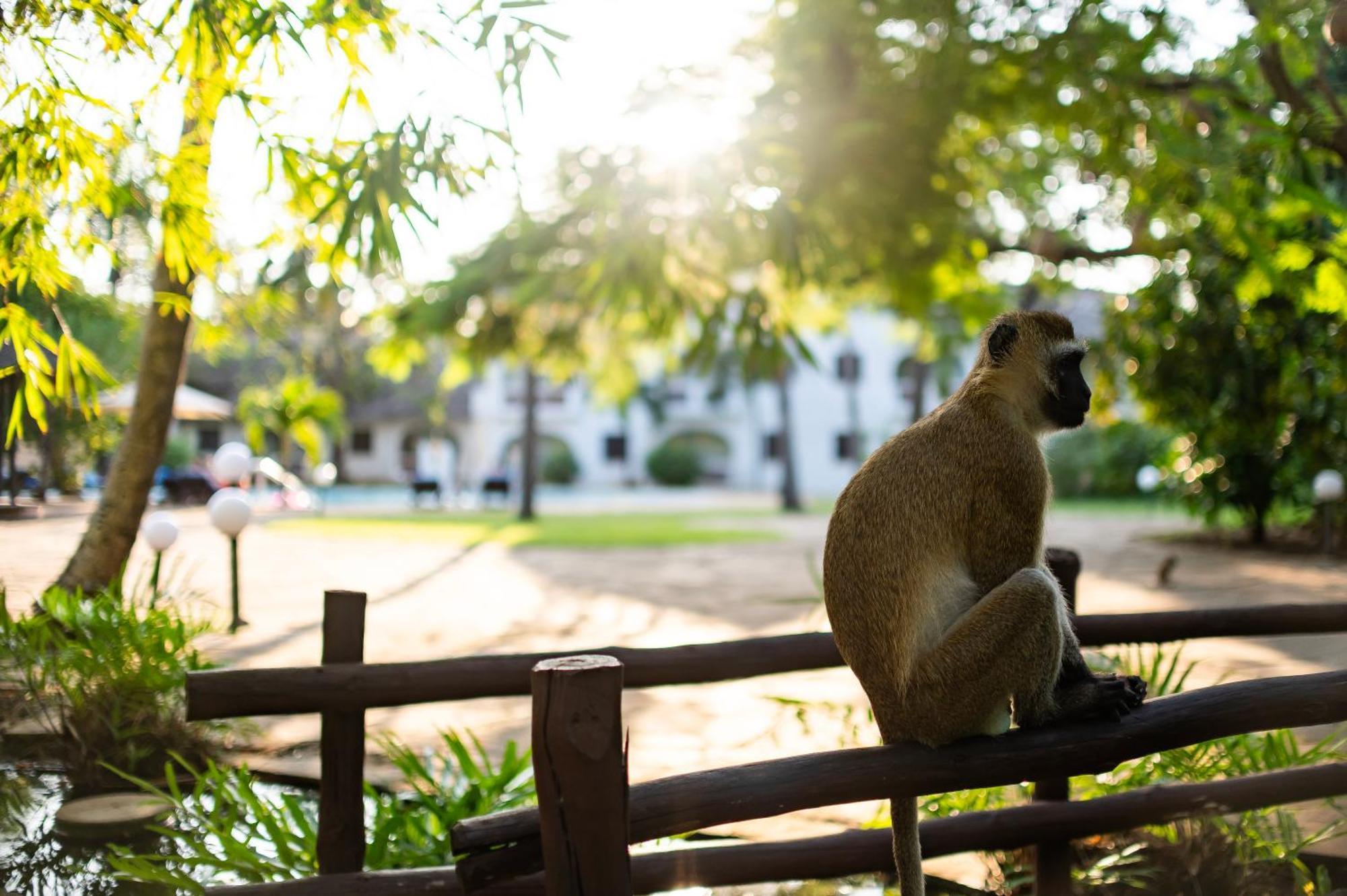 Diamonds Leisure Beach & Golf Resort Playa de Diani Exterior foto A vervet monkey at the Johannesburg Zoo